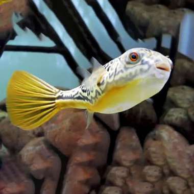 Buntal Fahaka / Puffer Fish / Ikan Hias Air Tawar Size 3cm