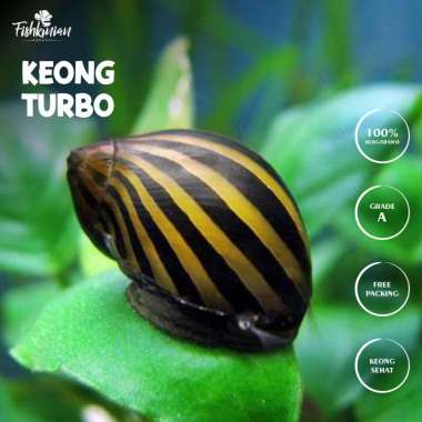 KEONG TURBO ZEBRA SNAIL PEMAKAN LUMUT ALGA AQUARIUM AQUASCAPE