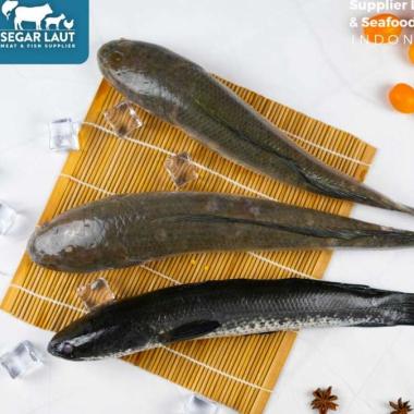 Ikan Gabus | Fresh Frozen & Segar Tidak Dibersihkan