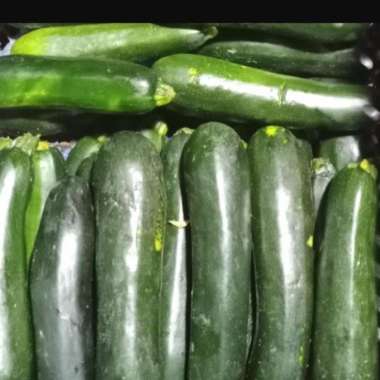 sayur zukini zucchini labu jepang labu parang 1 kg