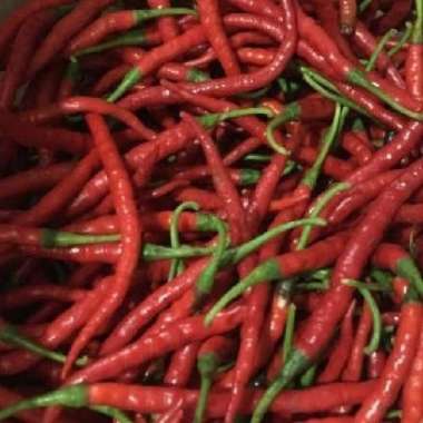 Cabe Keriting Merah 1 kg