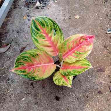 aglonema andini Multicolor
