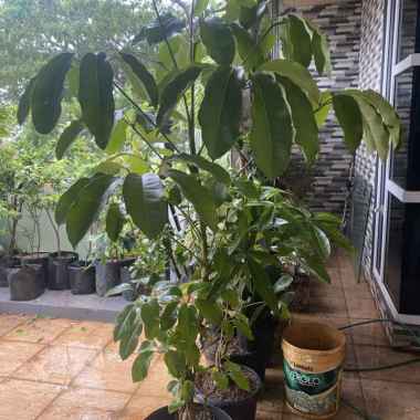 tanaman hias indoor outdoor walisongo / walisongo daun besar / rimbun Multicolor