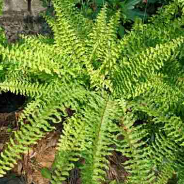 tanaman hias pakis irian keriting rimbun | paku irian | curly ferns Multicolor