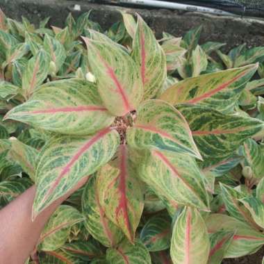 aglonema caribian Multicolor