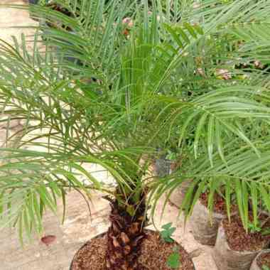 tanaman hias/bunga/pohon palem phoenix palm sikas tinggi 1 meter + pot Multicolor