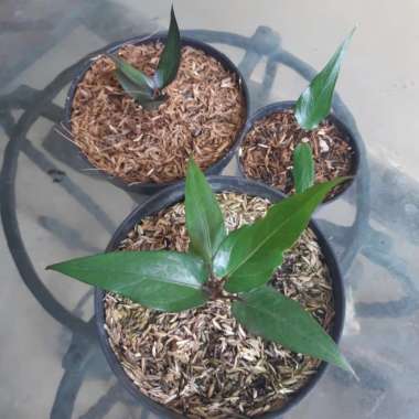 anthurium paketan black ( black dragon. black beuty. black garuda) Multicolor