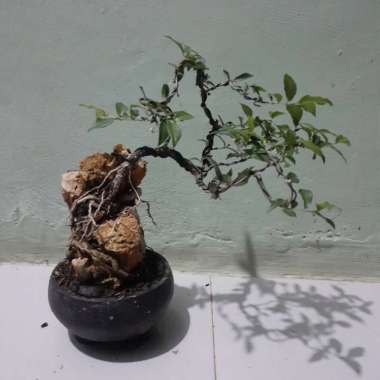 bonsai sakura on the rock-bonsai mini sakura Multicolor