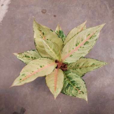 aglonema frozen Multicolor