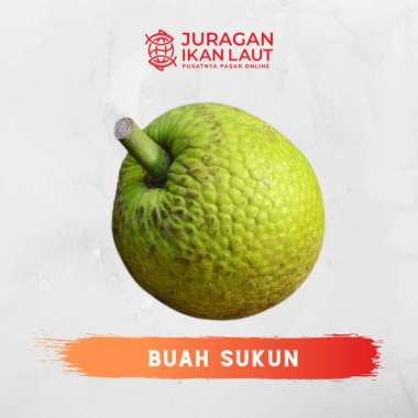 Buah Sukun Berkualitas - 1 Buah