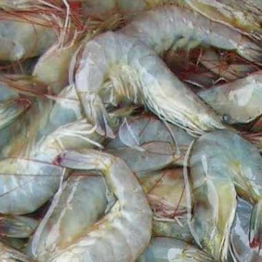 Udang Vaname Segar Fresh Size 50/60 - 1 Kilogram