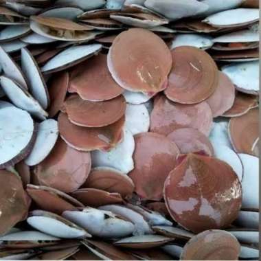 Kerang Simping Segar Fresh Berkualitas - 1 Kilogram