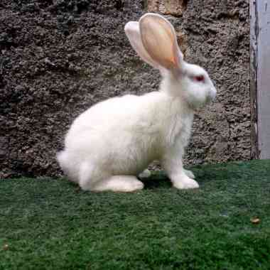 kelinci Flemish Giant anakan