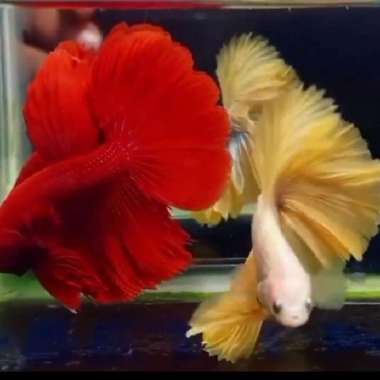 ikan cupang 1 paket isi 2 ikan HM super red&HM yellow size L Multicolor