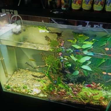 set aquascape Multicolor