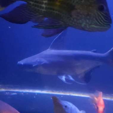 HIASAN AQUARIUM PAROON SHARK BIG SIZE GENGHISKHAN HIU AIR TAWAR TANKMA Multicolor