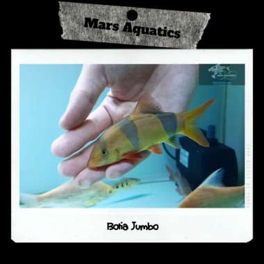 HIASAN AQUARIUM CLOWN LOACH BOTIA BIG SIZE SUMATRA BADUT CHROMOBOTIA Multicolor