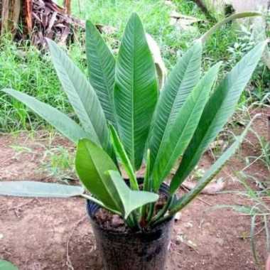 _ Menjual New Produk Tanaman Hias Philodendron Lynette Philo Linet Multicolor