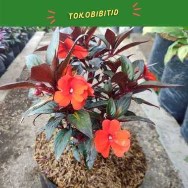 Tanaman Hias Bunga Impatiens Hawkeri Orange / Pacar Air