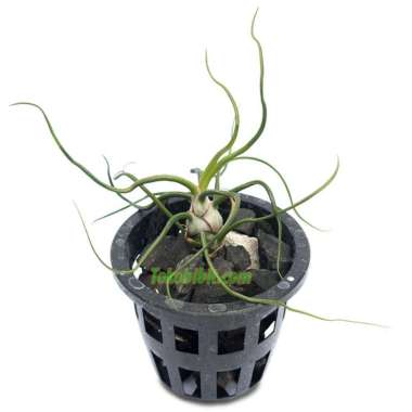 Tanaman Hias Daun Tillandsia Bulbosa