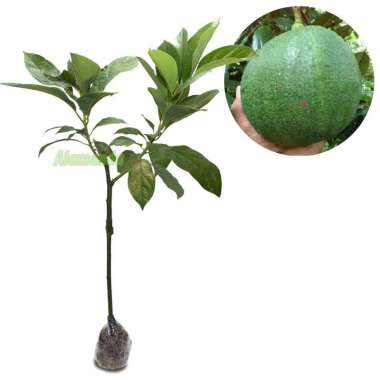 Tanaman Buah Alpukat Kendil