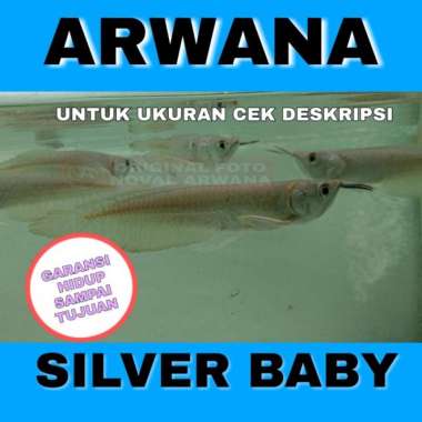 ikan Arwana / Arowana Silver Baby Multivariasi Multicolor