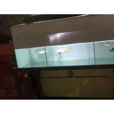 Ikan arwana super red 10-12 cm