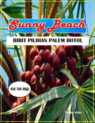 Bibit Pilihan Palem Botol|Biji Benih Palem Botol|Pohon Palem