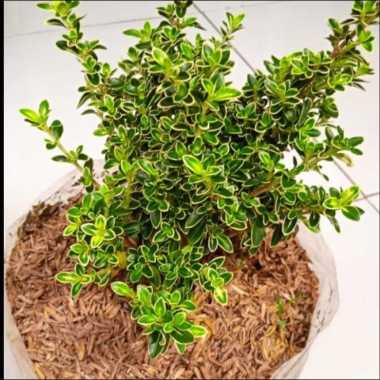 Tanaman Bonsai Mirten Varigata | Tanaman Krokot Mirten|Bonsai Varigata