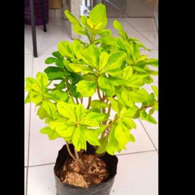 Tanaman Gingseng Korea Gold | Pohon Gingseng Korea Gold