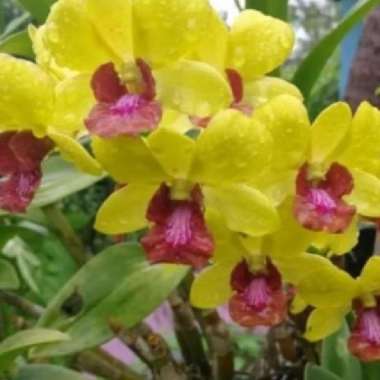 Tanaman Bunga Anggrek Dendrobium Burana Kuning|Anggrek Burana Kuning