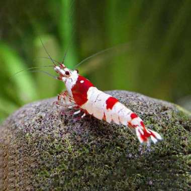 Udang Hias Merah Aquascape Red Bee Caridina