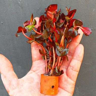 Rotala Macrandra Red / Tanaman Aquascape Merah Terbaru
