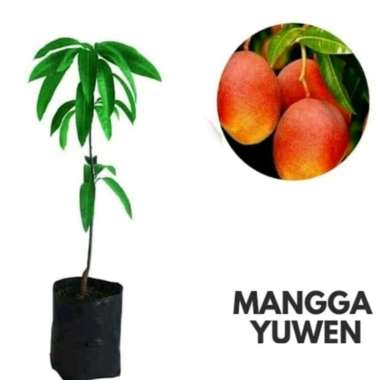 Bibit Buah Mangga Yuwen Okulasi Cepat Berbuah