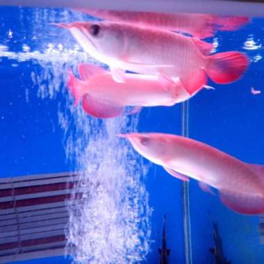 ikan arwana super red berkualitas