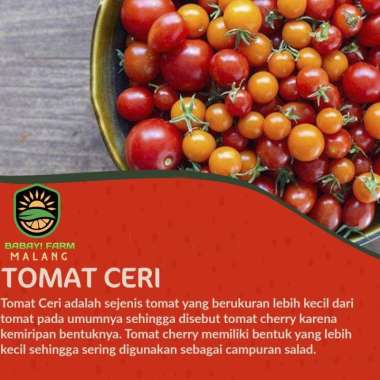 Tomat Ceri / Cherry Tomato 250 500 gr / 1 kg 1 KG