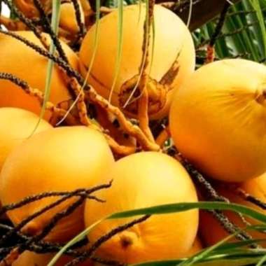 Degan buah kelapa muda gading oren, kuning utuh 1 biji Fresh segar