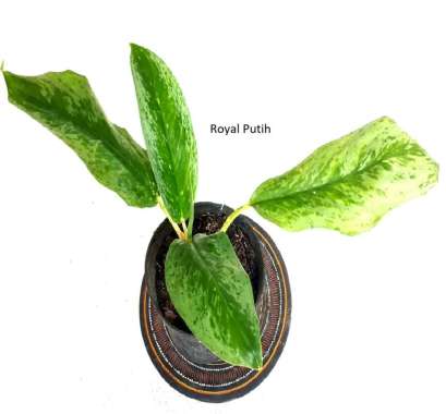 TANAMAN HIAS AGLONEMA SILVERQUEEN / AGLONEMA SILVER QUEEN