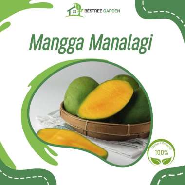 Bibit mangga manalagi hasil okulasi