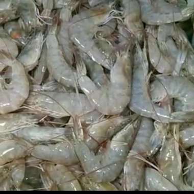 Udang Segar fresh segar besar - 1/2 kg