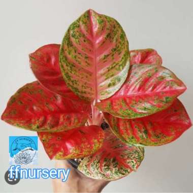 aglonema wulandari Multicolor
