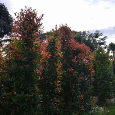 grosir!! pohon pucuk merah 2 meter Multicolor