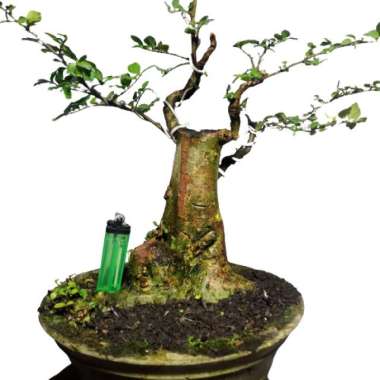 bonsai serut mame cantik siap pajang tua berkarakter Multicolor