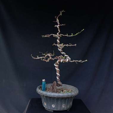 bonsai asem jawa 03 Multicolor