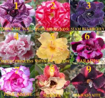 tanaman hias adenium - paket 5 pohon grafting size a Multicolor