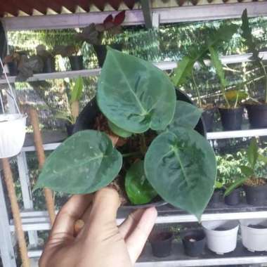 anthurium desleri Multicolor