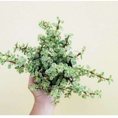 tanaman hias sukulen jade plant margata / crassula ovata Multicolor