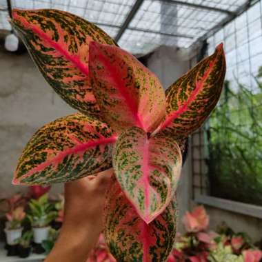 aglonema widuri tulang merah cantik Multicolor