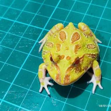 kodok pacman Albino N22 Multicolor
