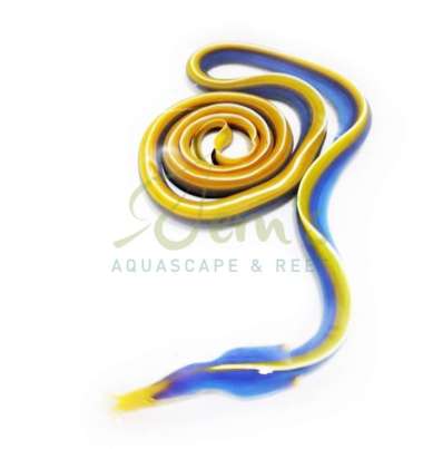 Belut Pelangi Biru (Blue Ribbon Eel) Multicolor